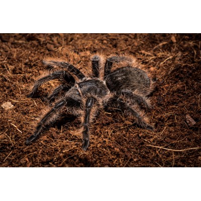 Tarantula de pelo rizado 